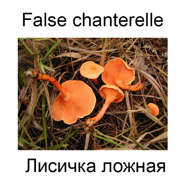 Виды грибов на английсуом